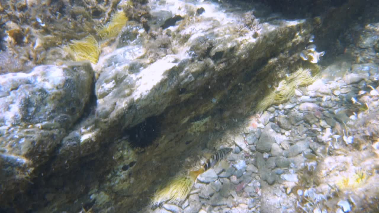 海洋生物视频素材