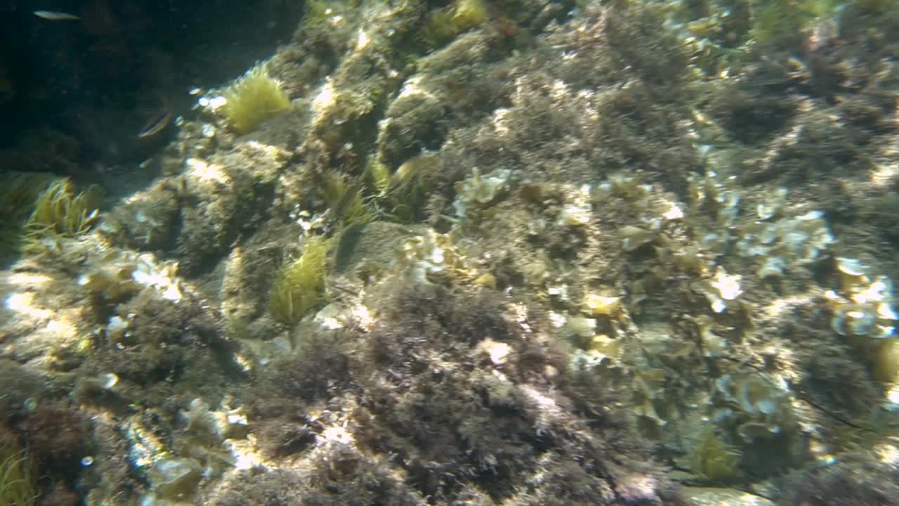 海洋生物视频素材