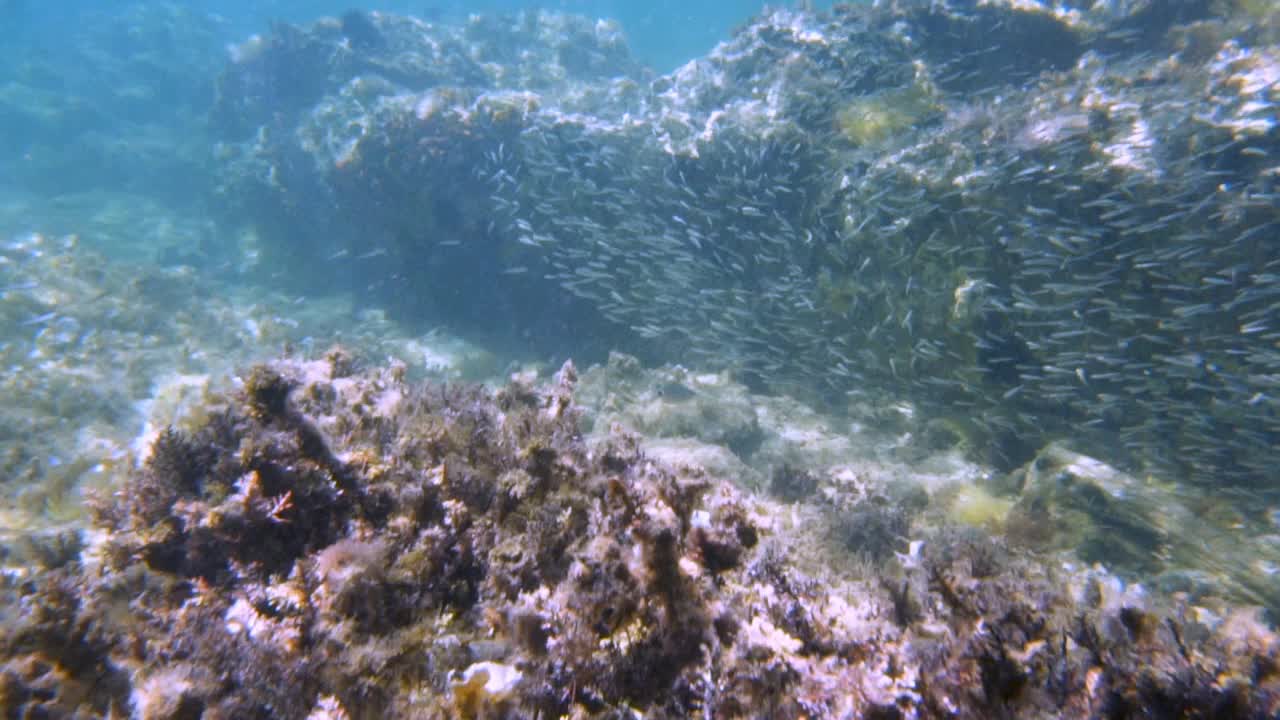 鱼群和海床视频素材