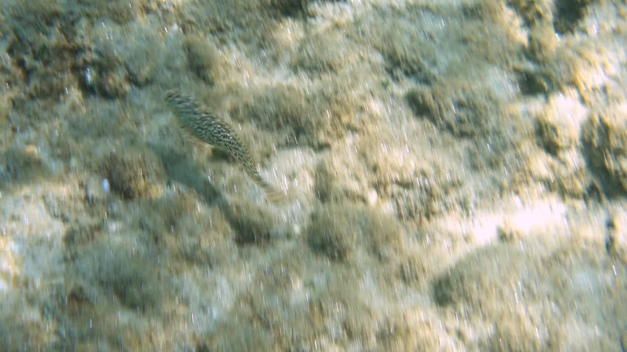 在海底的鱼视频素材