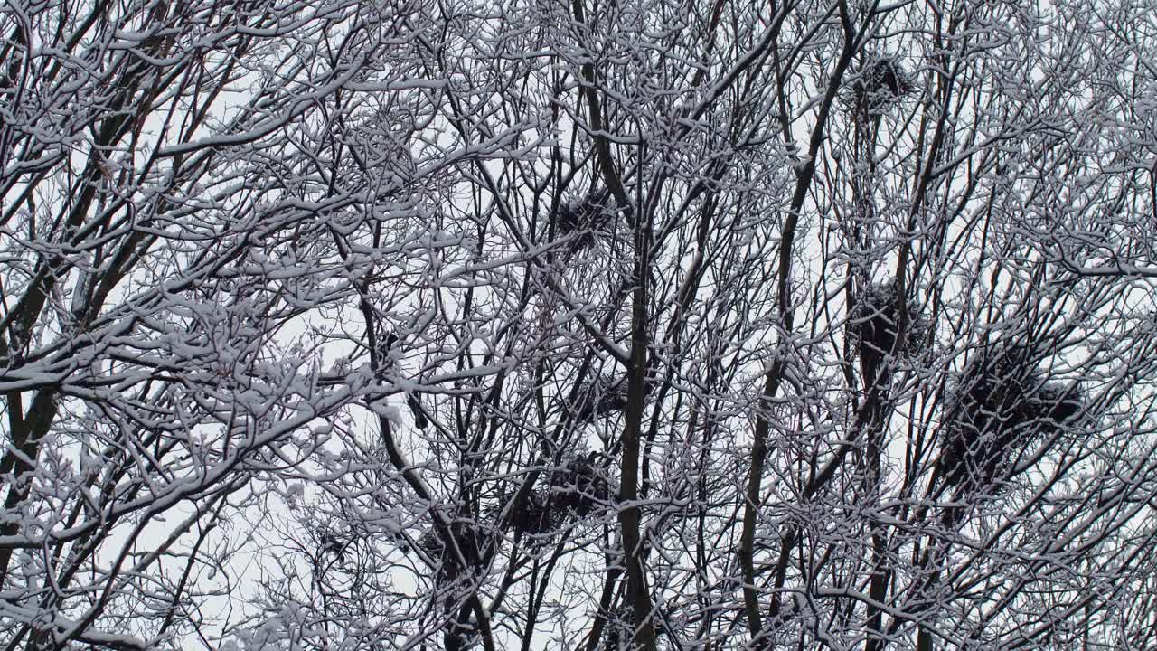 一群黑乌鸦栖息在白雪覆盖的树上视频素材