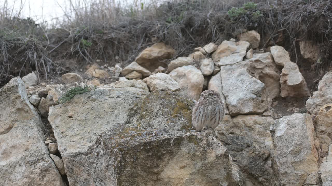 这只小猫头鹰雅典娜·诺克图亚坐在一块岩石上四处张望视频素材