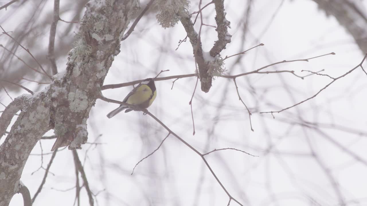 瑞典，大雪冬天，大山雀在无叶的树枝上。中图视频素材