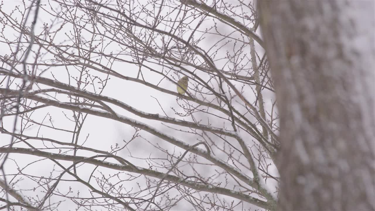 放大图片，在瑞典一个下雪的冬天，一只黄鹂鸟栖息在树上视频素材