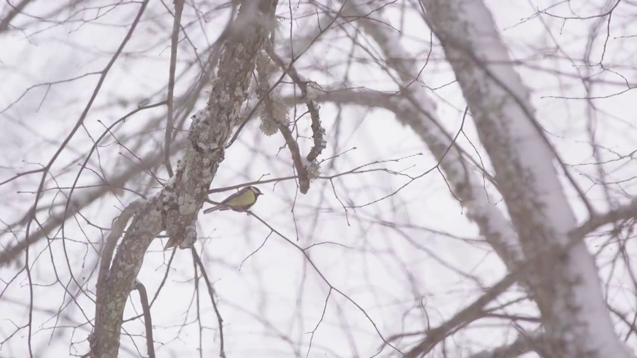 瑞典，大雪纷飞的冬天，大山雀在光秃秃的树枝上视频素材