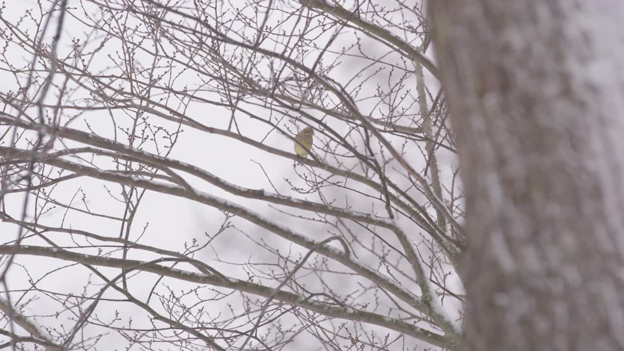 黄鹂鸟栖息在一棵光秃秃的树上。雪天的冬天，瑞典，中照片视频素材