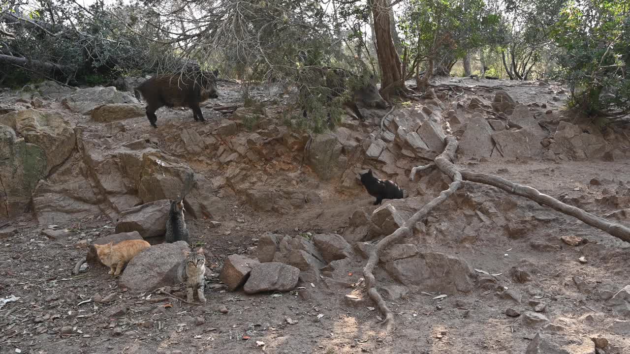 一群饥饿的野猪和野猫的同居视频下载