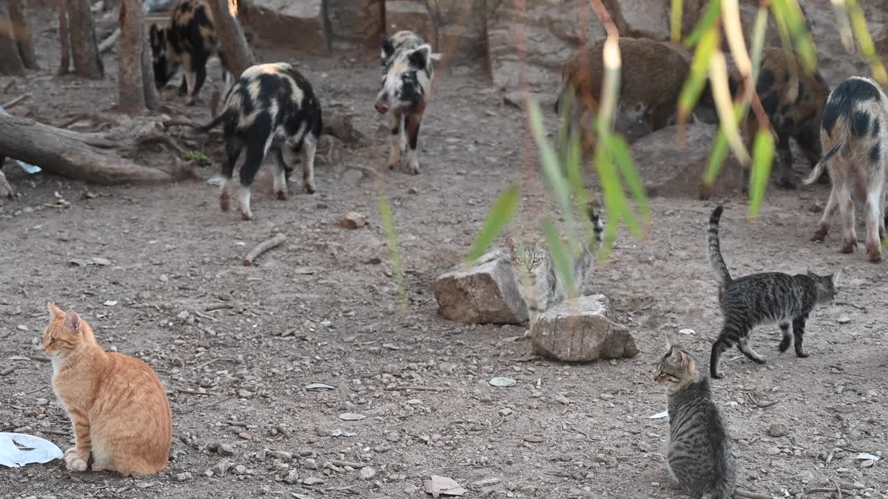 一群饥饿的野猪和野猫的同居视频下载