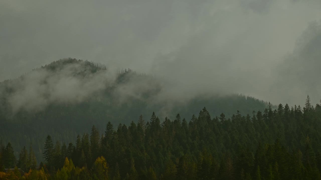 美丽的雾蒙蒙的风景，黑暗的森林在低云层中的山上。阴森的大气风景，针叶树在神秘的浓雾中视频素材