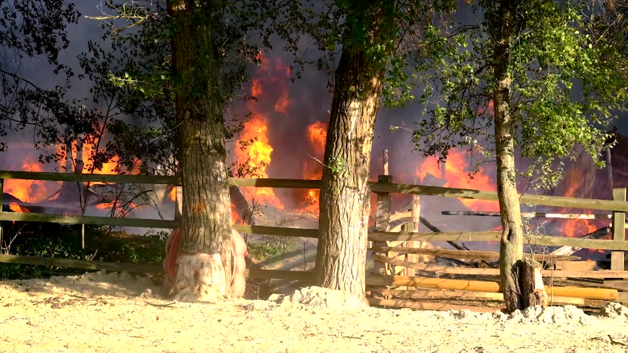 森林里着火了，树木都在燃烧。有选择性的重点。大自然。视频素材