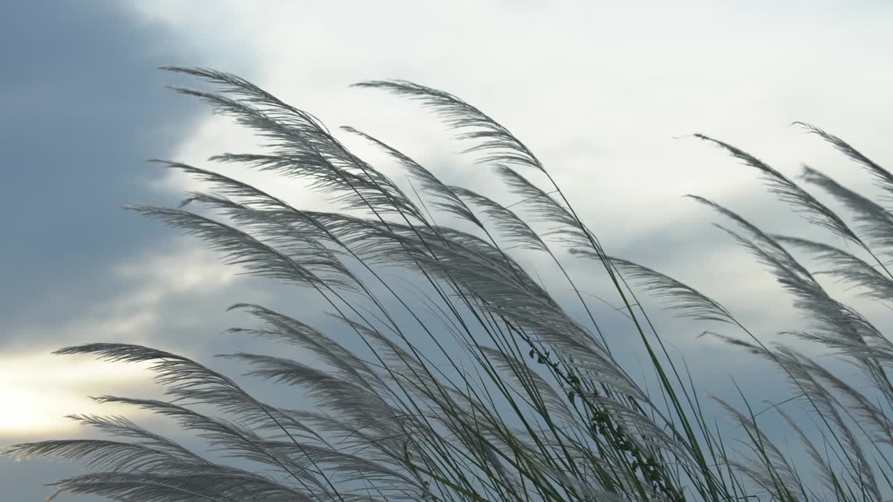 芦苇草的花视频素材