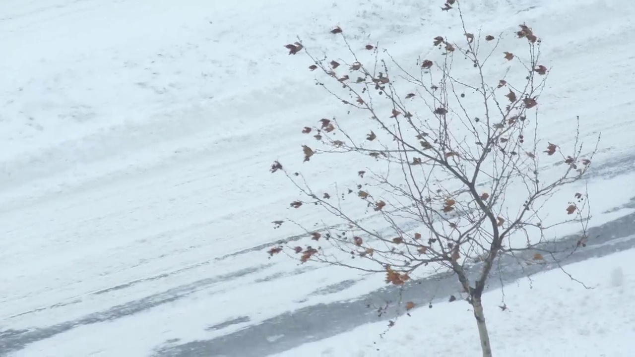 暴风雪下的枯树视频素材