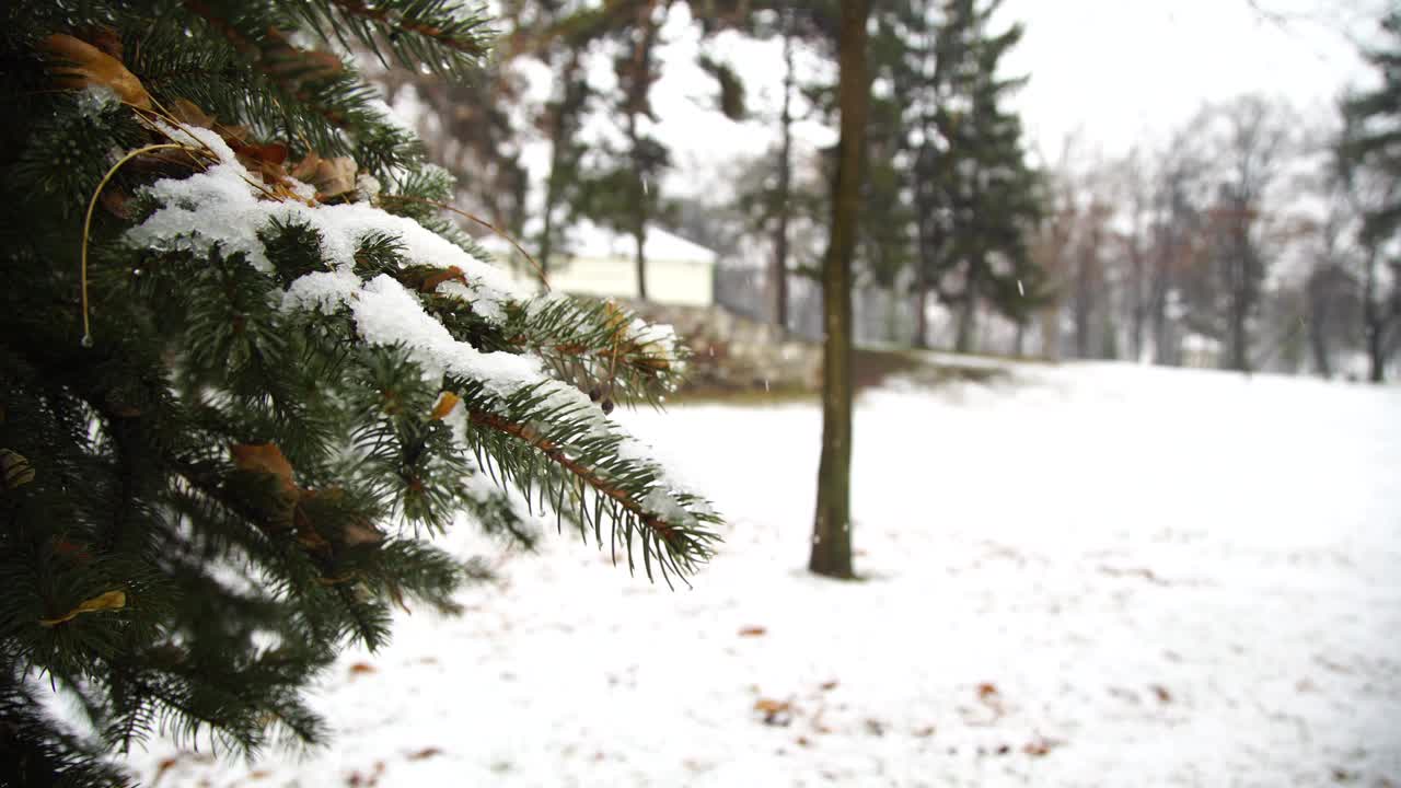 针叶树的枝头覆满了雪花和阳光视频素材