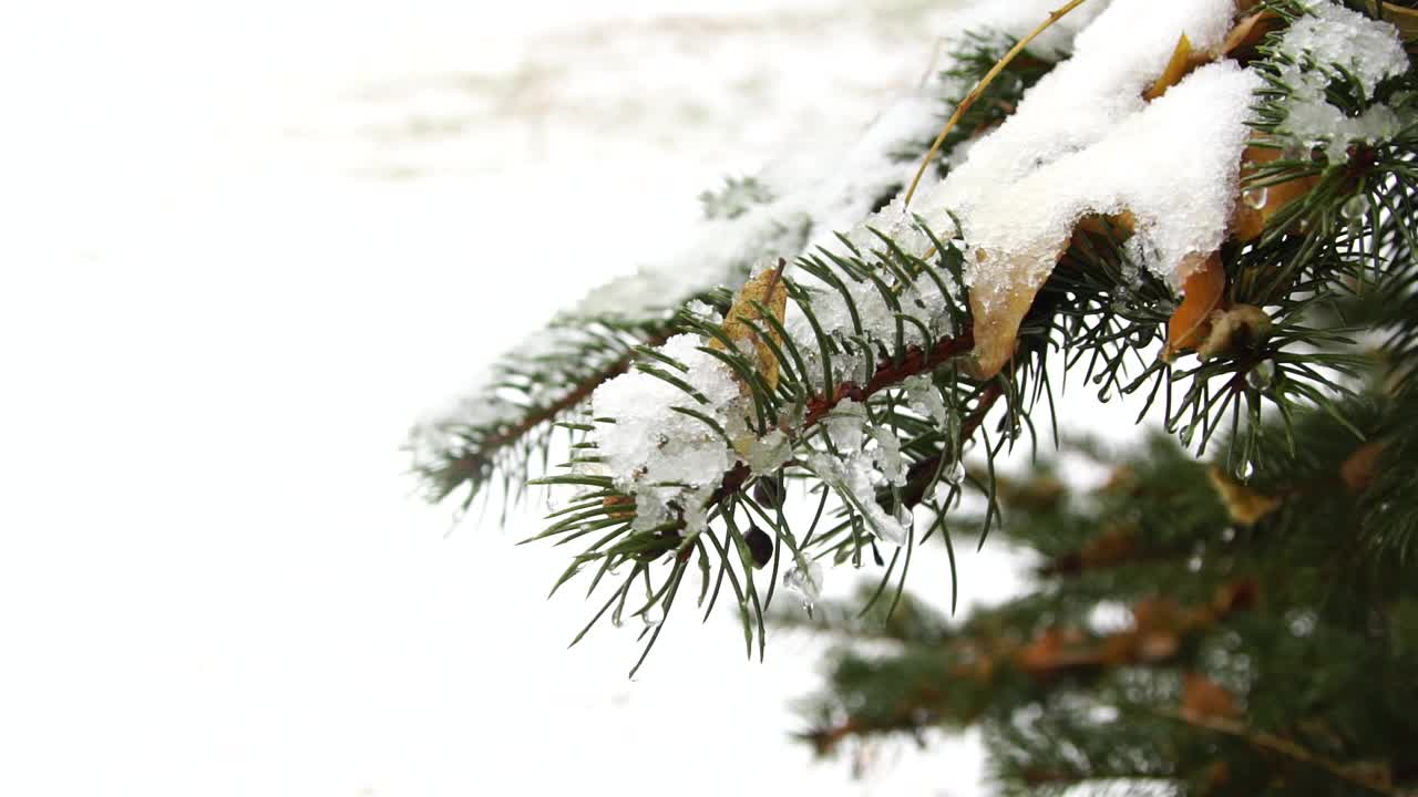 针叶树的枝头覆满了雪花和阳光视频素材