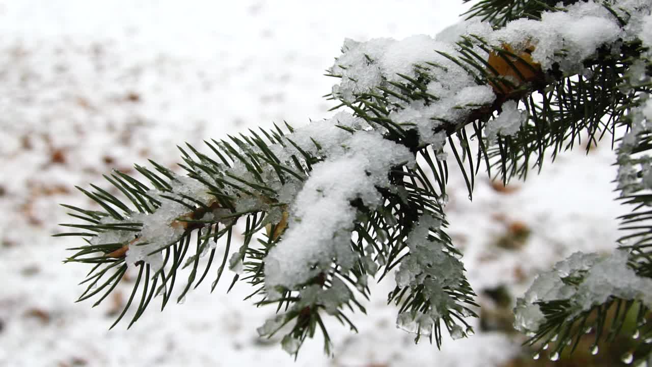 针叶树的枝头覆满了雪花和阳光视频素材