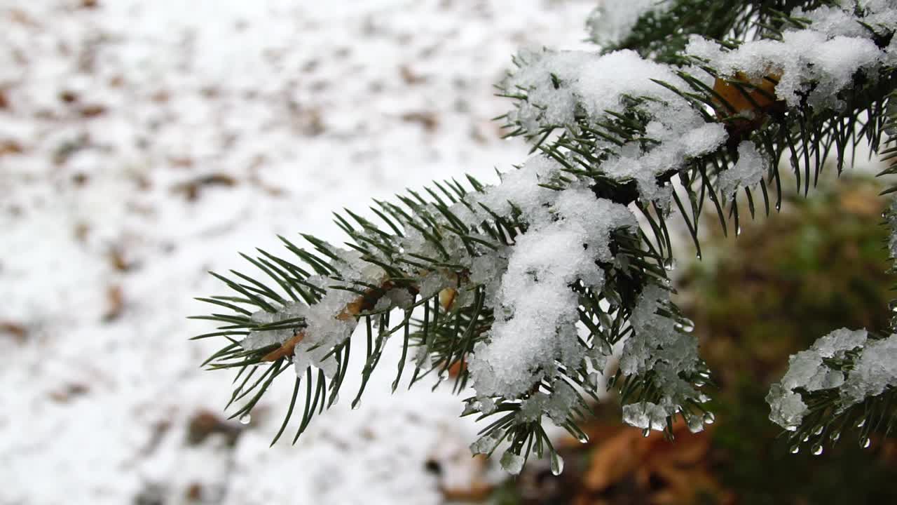 针叶树的枝头覆满了雪花和阳光视频素材