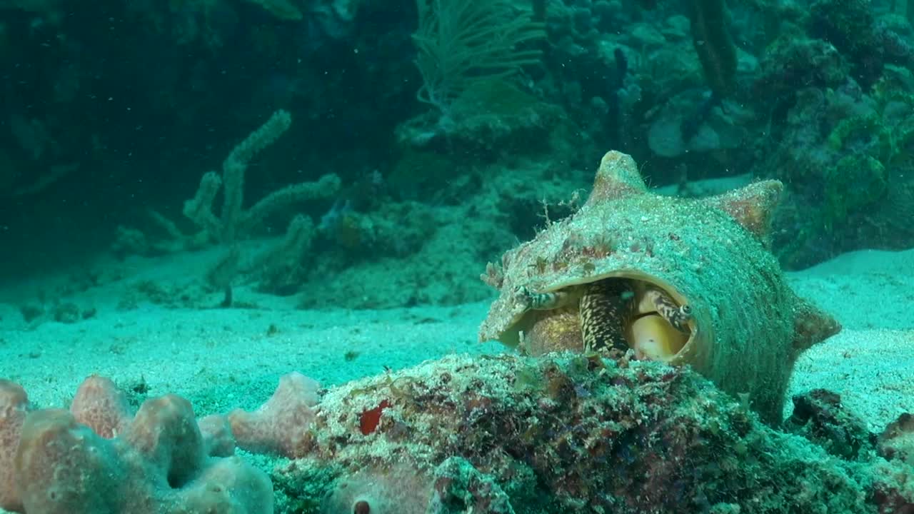 礁石上的海螺沿着底部移动视频素材