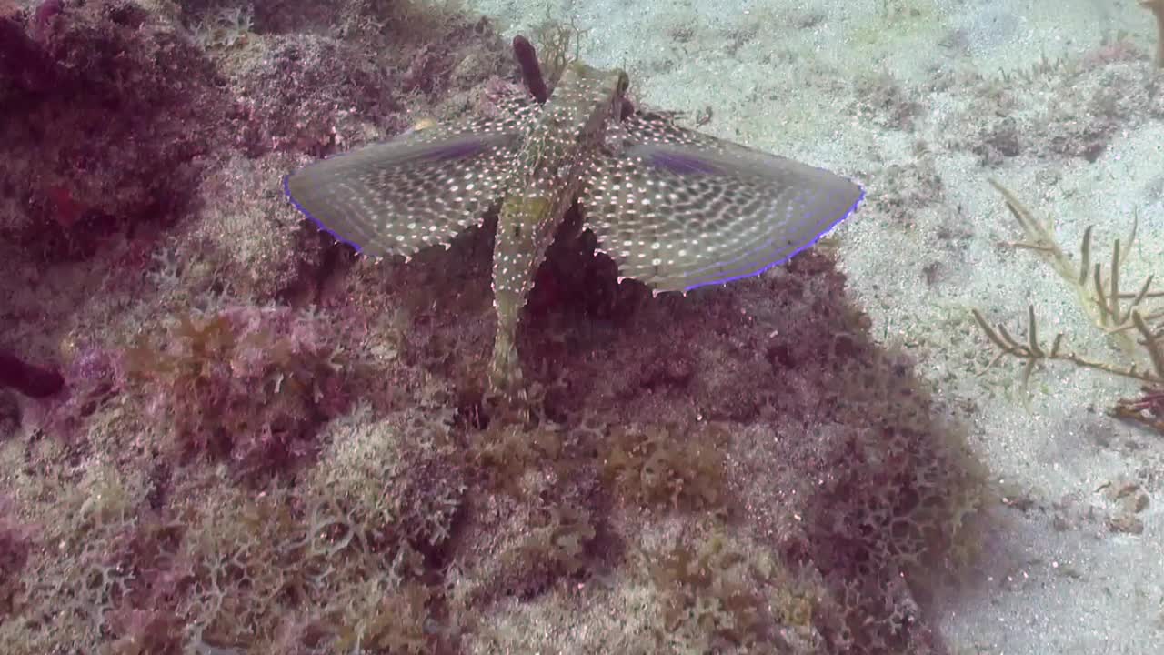 独特的鱼，在浅珊瑚礁上的飞鱼视频素材