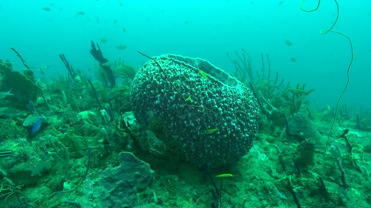 礁石上的巨型海绵桶视频素材