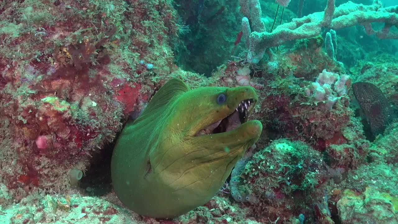 绿色的海鳗安全的在珊瑚礁上视频素材