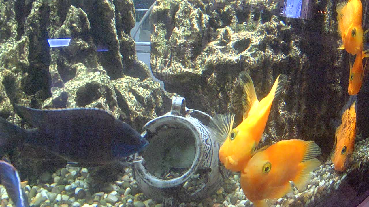 鱼水族馆视频素材