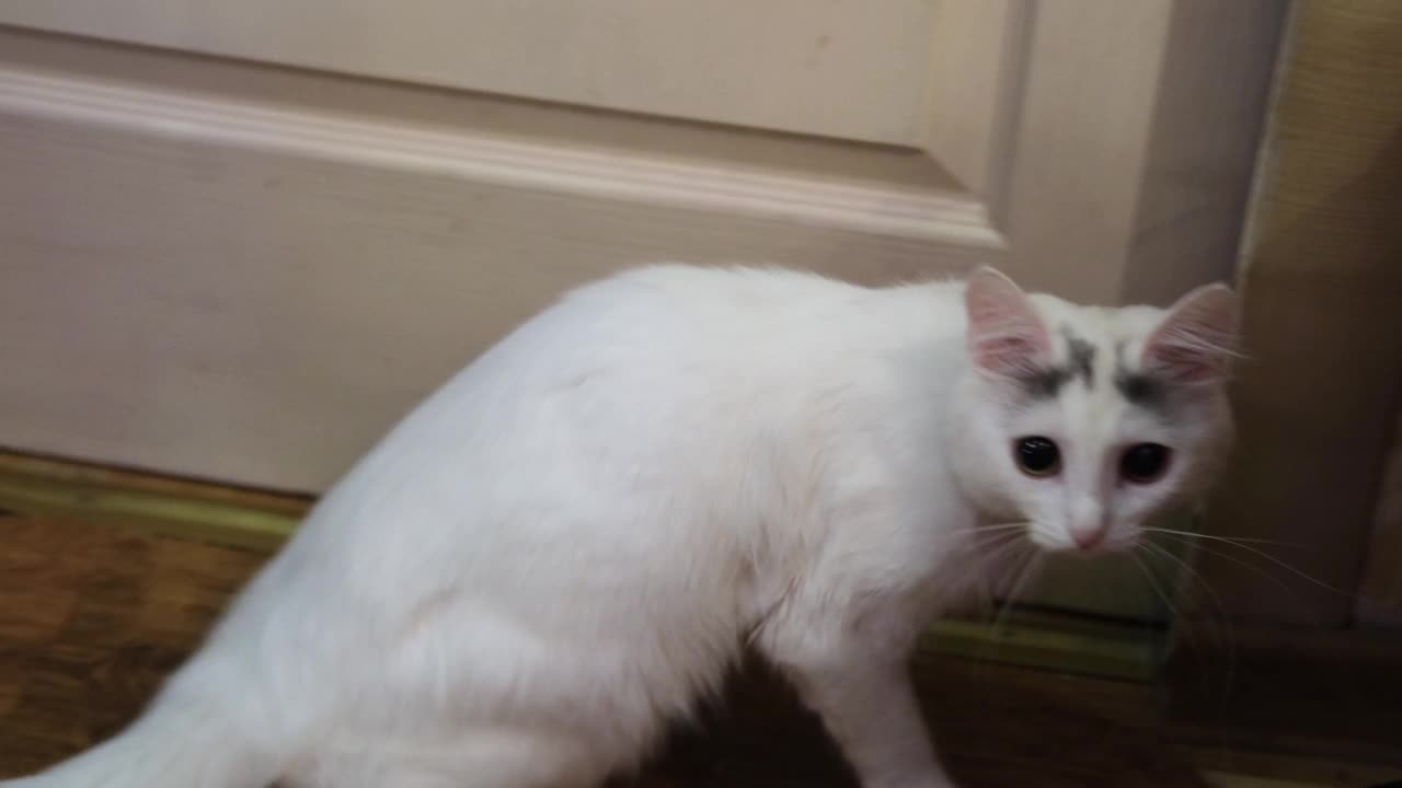 白猫紧张害怕地看着家里的相机。视频素材