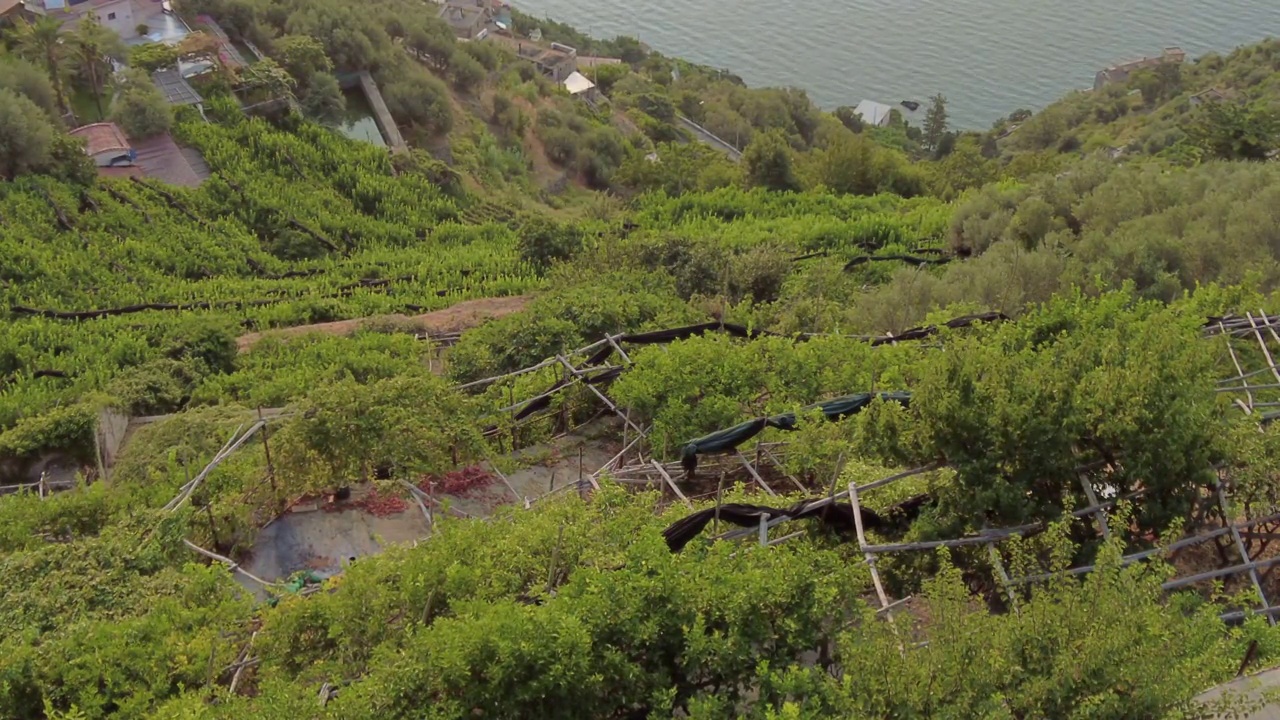 在阿马尔菲海岸的露台上种植柠檬树视频素材