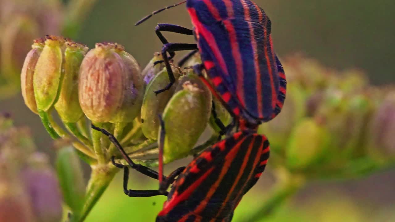 盾虫交配的宏观视图。Graphosoma lineatum。视频素材