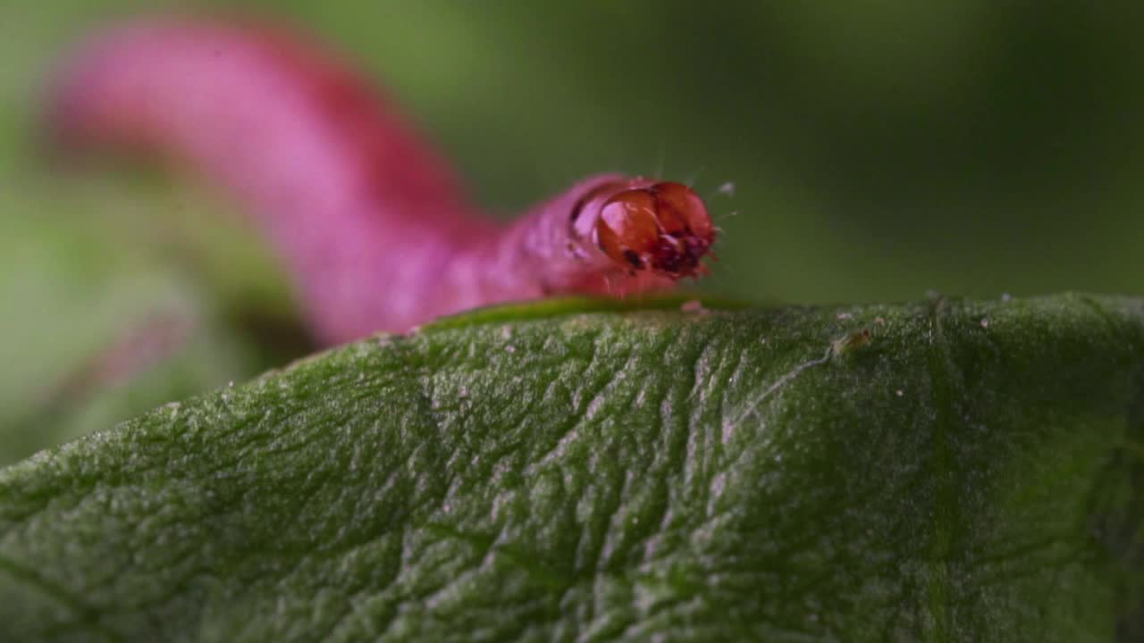 毛毛虫的微距镜头。Pectinophora杀虫剂进行。视频素材