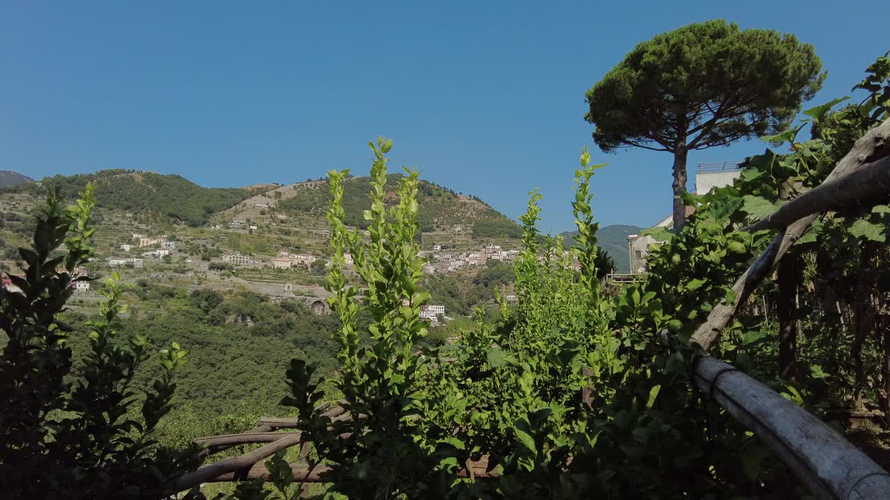 在阿马尔菲海岸的露台上种植柠檬树视频素材