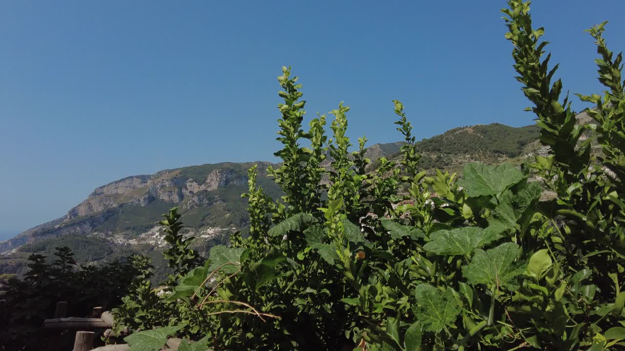 在阿马尔菲海岸的露台上种植柠檬树视频素材