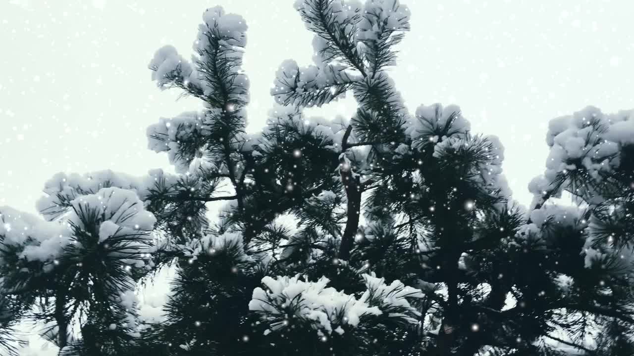 圣诞的节日背景，雪花纷飞，树木被雪覆盖，冬天和圣诞节的时间视频素材