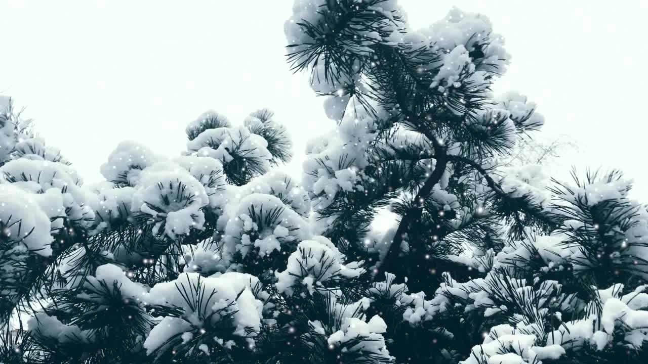 圣诞的节日背景，雪花纷飞，树木被雪覆盖，冬天和圣诞节的时间视频素材