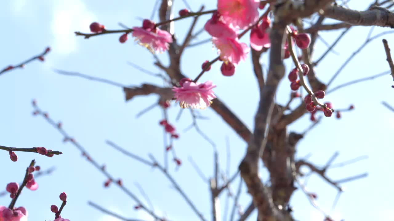 粉色的梅花。粉色的梅花盛开视频素材