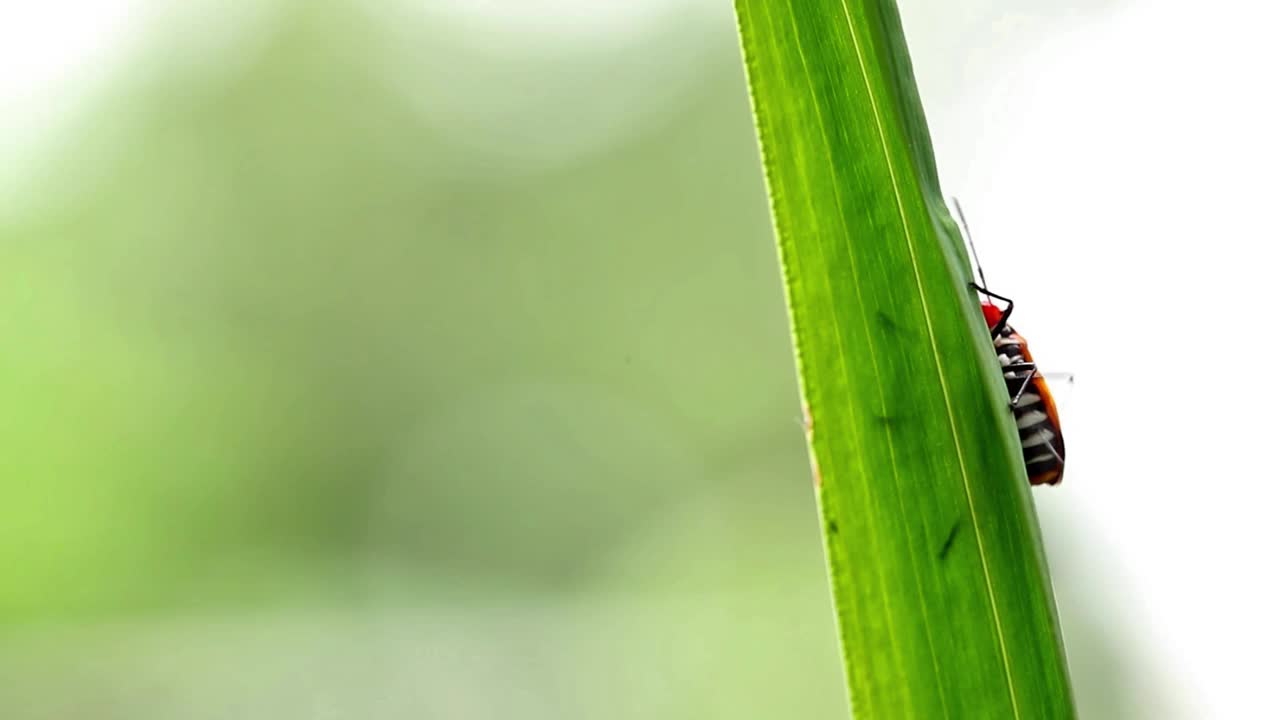 寄生在黄色鸢尾花叶片上的一种叫做Corizus hyoscyami的物种视频素材