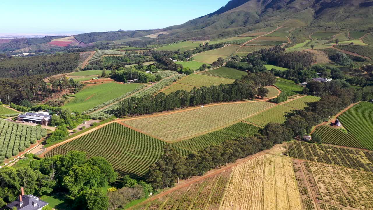 无人机拍摄了开普敦Stellenbosch附近郁郁葱葱的绿色葡萄园视频素材