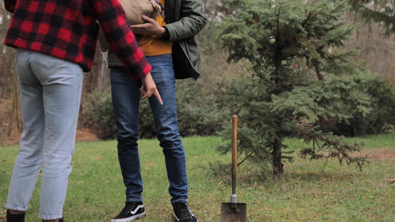 新人在新年和寒假后种植冷杉树视频素材