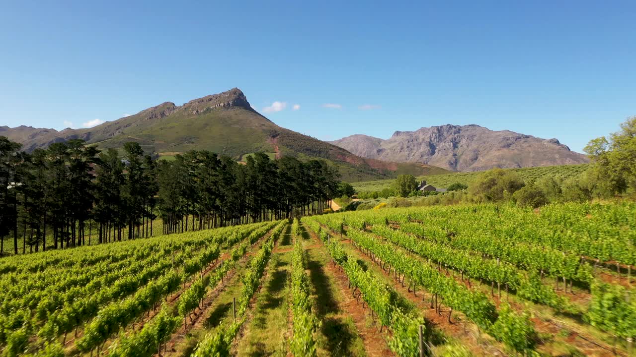 南非Stellenbosch葡萄园的航拍视频视频素材