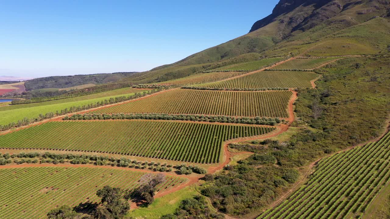 Stellenbosch附近山坡上的葡萄园视频素材