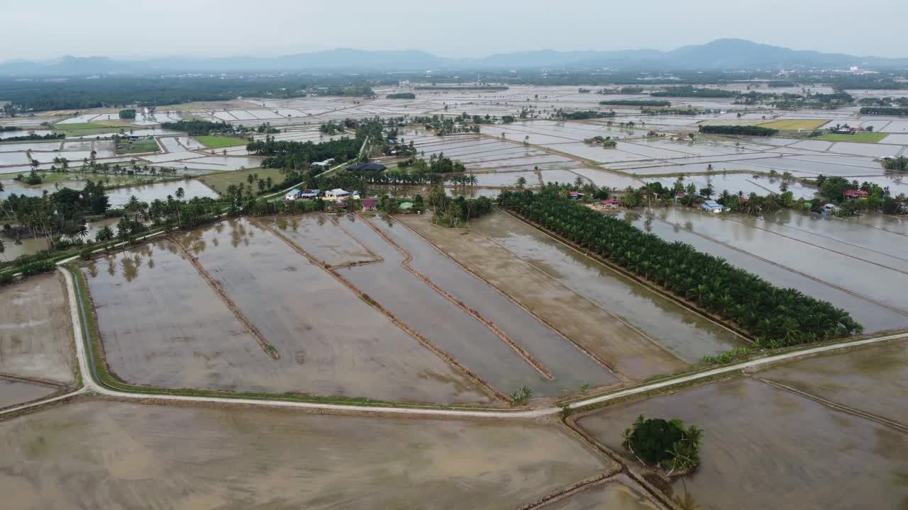 水季空中飞过稻田视频素材