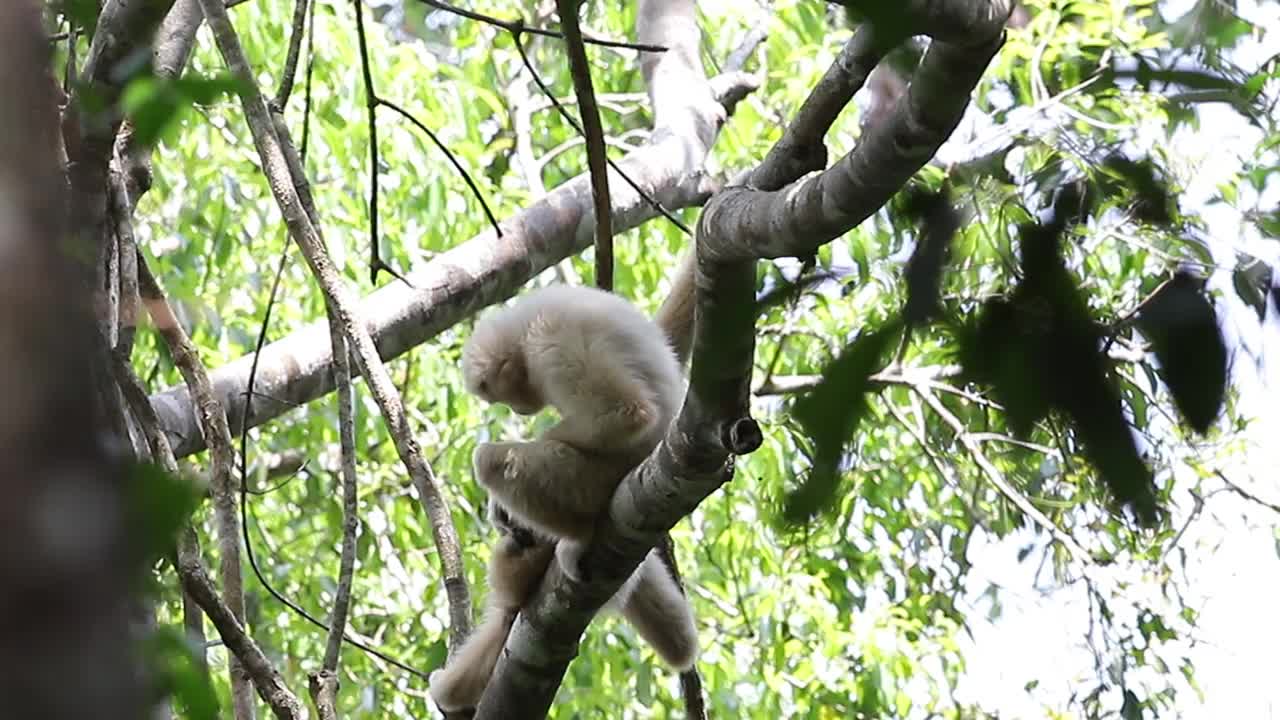 长臂猿，白手长臂猿，普通长臂猿(圆叶长臂猿)在热带森林的树枝上视频素材