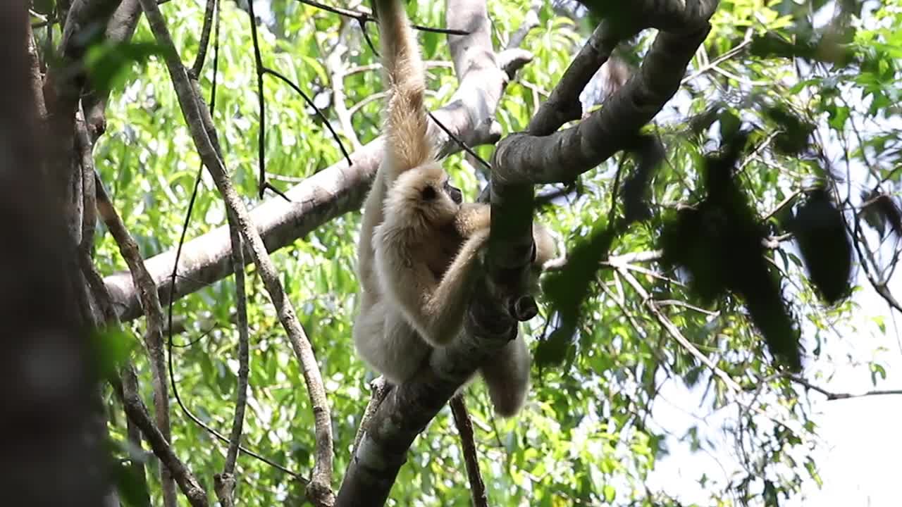 长臂猿，白手长臂猿，普通长臂猿(圆叶长臂猿)在热带森林的树枝上视频素材