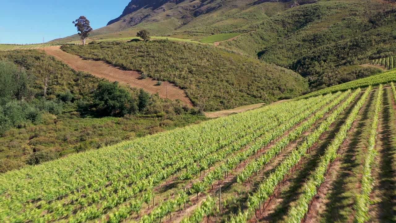 在开普敦附近的Stellenbosch山的斜坡上，一排排绿色的葡萄园视频素材