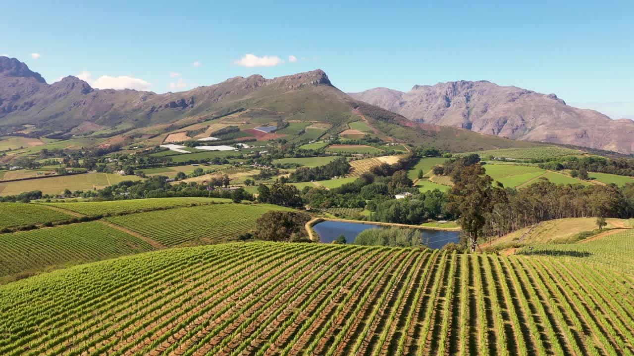 无人机拍摄的是开普敦附近Stellenbosch周围一排排葡萄园视频素材