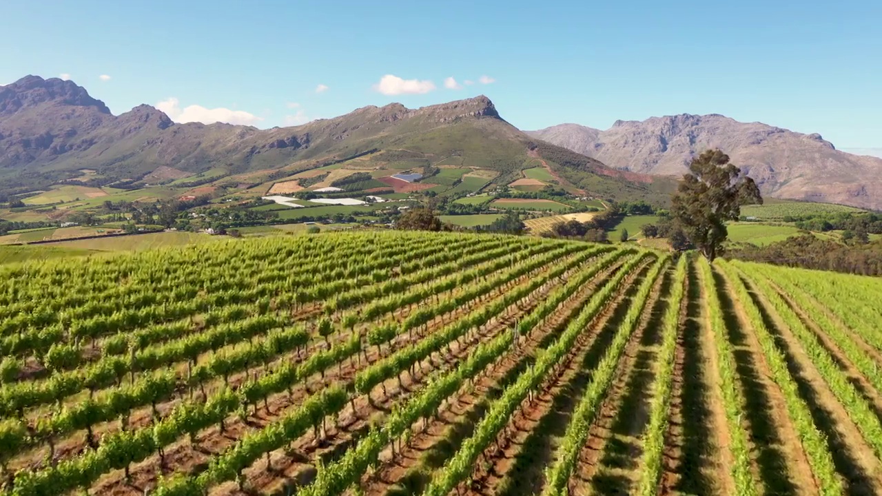 无人机拍摄了Stellenbosch附近一个农场的葡萄园和自然植被视频素材