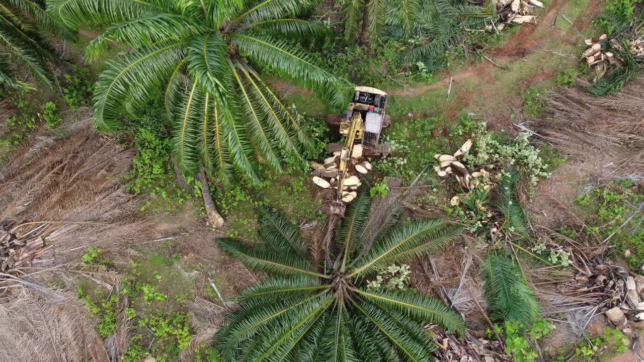 高空向下看挖土机切油棕视频素材