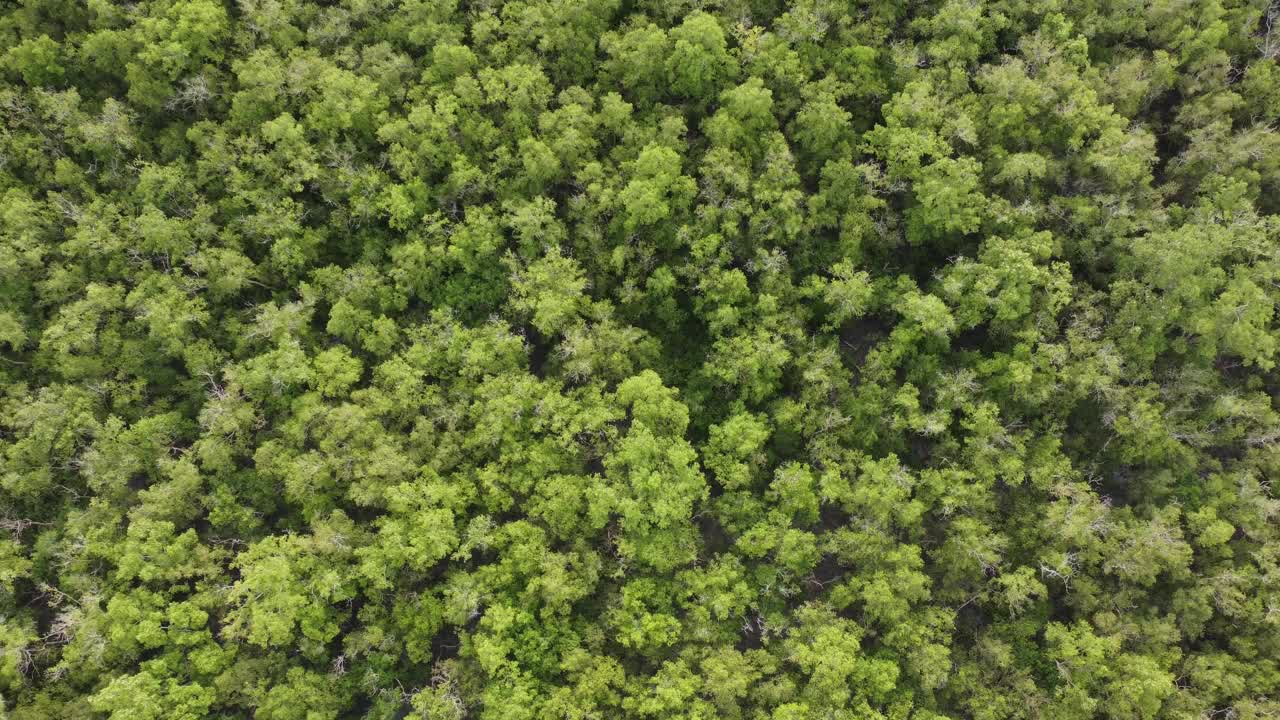 高空俯瞰绿意红树林视频素材