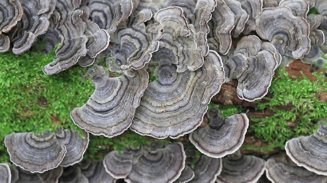 Trametes Versicolor /闻庆市，庆尚北道，韩国视频素材