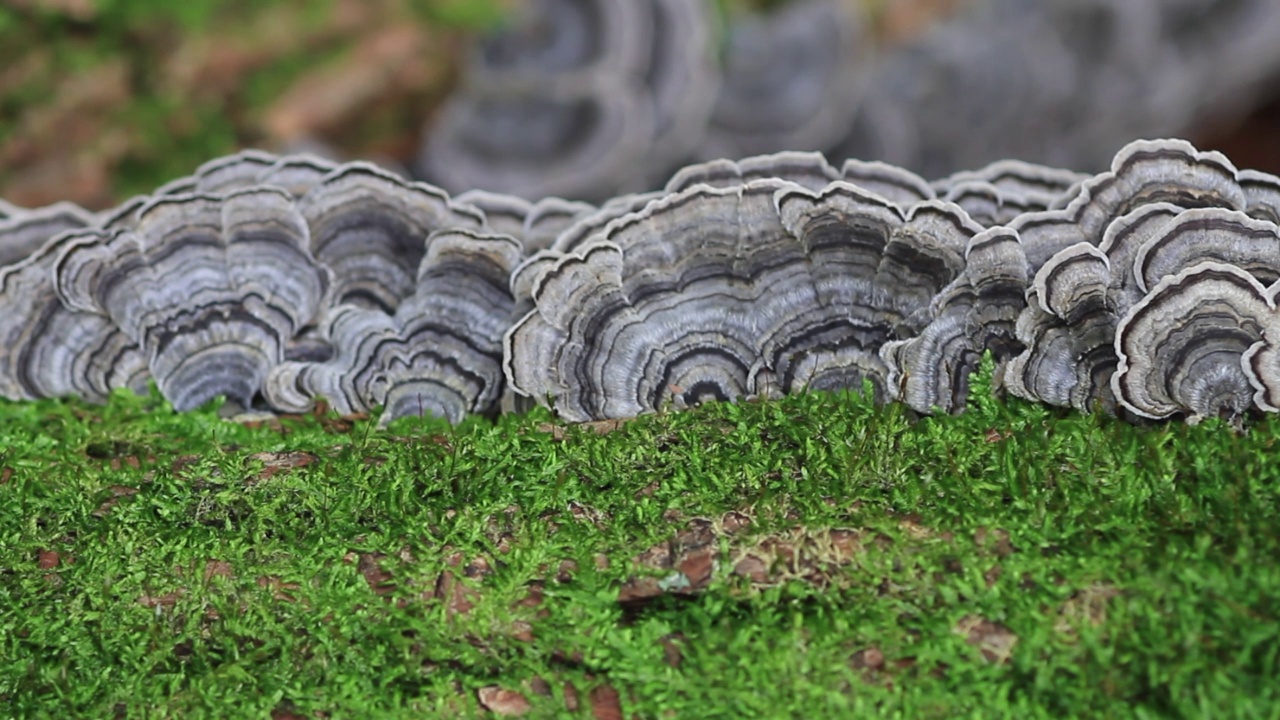 Trametes Versicolor /闻庆市，庆尚北道，韩国视频素材