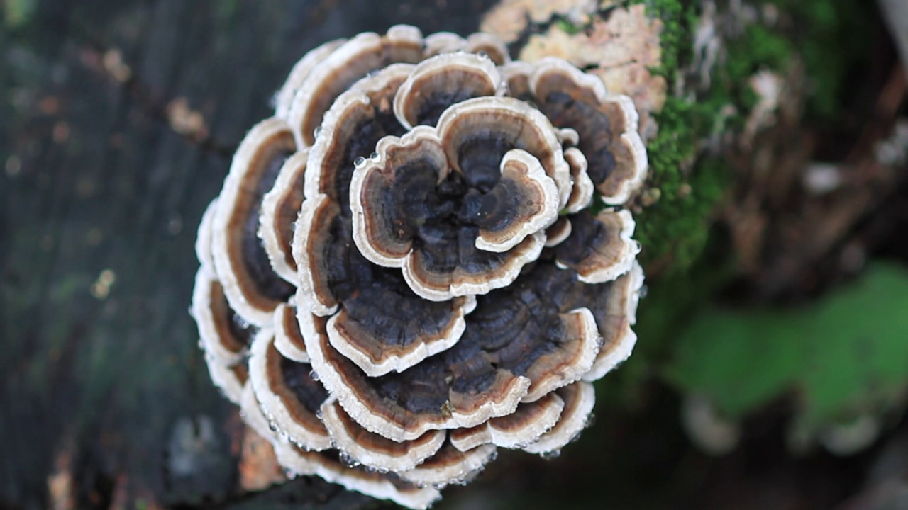 Trametes Versicolor /闻庆市，庆尚北道，韩国视频素材